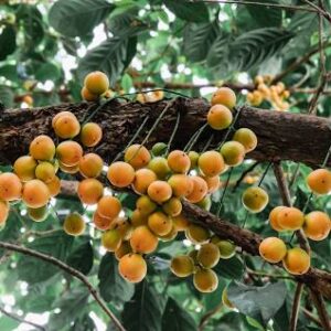 Burmese Grape