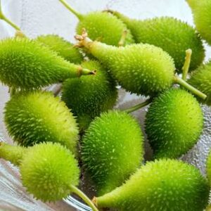 Spiny gourd