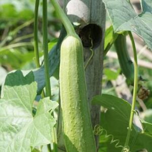 Sponge Gourd