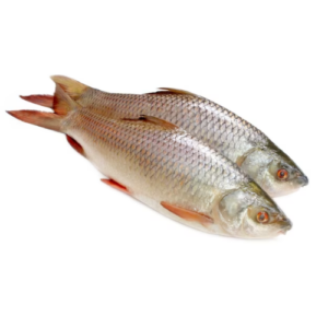 Fish