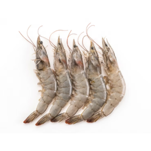 Shrimp